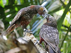 Jaunzēlandes nestoru (Nestor meridionalis) pāris