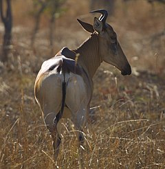 Description de l'image Lichtenstein's Hartebeest.jpg.