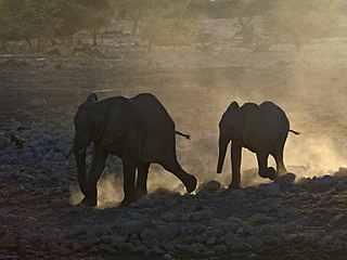 Twee savanne-olifante haas na water in Okaukuejo, Nasionale Etoshawildtuin, Namibië