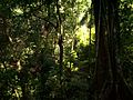 Selva Lacandona Clima tropical de selva (Af)