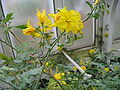 Solanum sección Lycopersicon