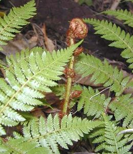 Páfrányfa (Cyatheales) levelei