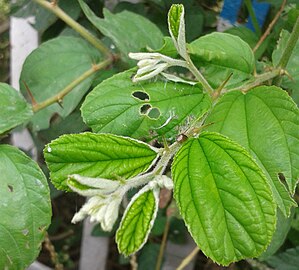 Foliage of Ziziphus mauritiana in Hyderabad, India