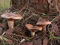 ハツタケ（Lactarius hatsudake、ベニタケ科）