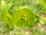 De fyra glandlerna ("nektarierna") i detta cyatium av Euphorbia amygdaloides har två horn vardera.[34] Cyatofyllen är nästan helt sammanvuxna till en skiva.