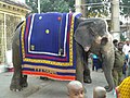 Templomi elefánt
