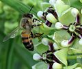 Honeybee on antelope horn (Asclepias asperula) with pollinia attached to legs