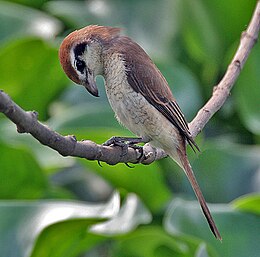 Barna gébics (Lanius cristatus)