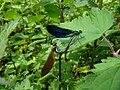 Calopteryx virgo (accoppiamento)