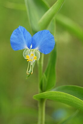 Rikkasoljo (Commelina communis)