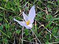 Crocus nevadensis