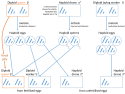 Haplodiploid sex determination in honey bees