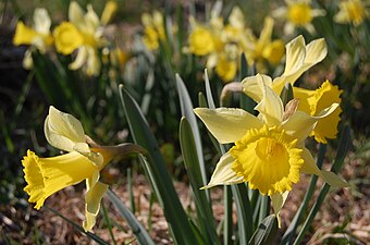 Photographie en couleurs de fleurs à pétales et corolle jaunes.