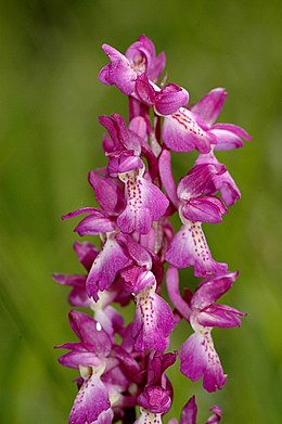 Hibrid kosbor virága (Orchis × loreziana = Orchis mascula × Orchis pallens)