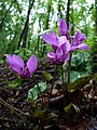 Cyclamen purpurascens i Tsjekkia