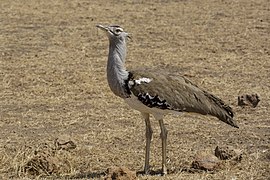 A. k. struthiunculus Ngorongoro draustinyje (Tanzanija)