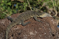 Mburukenge (Varanus niloticus)