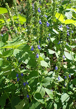 Chia (plant)