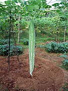 Trichosanthes cucumerina