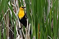 Male yellow-headed blackbird in 100 Mile House