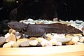 Ambystoma mexicanum Axolote