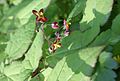 Epimedium cf alpinum