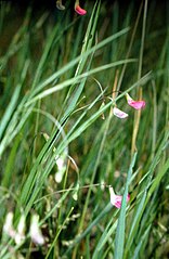 Lathyrus nissolia