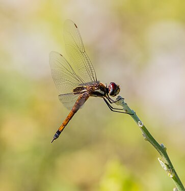 Dragonfly (Pantala hymenaea), Cerro Brujo, San Cristobal Island, Galapagos Islands, Ecuador.