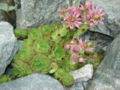 Mountain swarm (Sempervivum montanum L.)