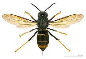 Aasianherhiläinen (Vespa velutina nigrithorax)