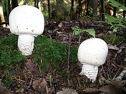 Dirvinis pievagrybis (Agaricus arvensis)