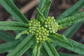 An emerging flower head