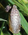 Pupa, dorsal view