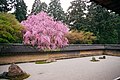 Cherry blossom at the rock garden of Ryōan-ji Temple in Kyoto, Japan