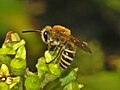 Colletes hederae Colletinae