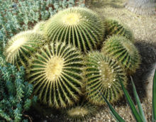 Echinocactus grusonii kew.jpg