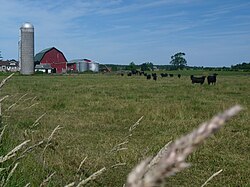 Beef cattle and a dairy farm. Much of Brighton's terrain is flattish, like this.