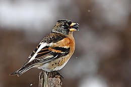 Fenyőpinty (Fringilla montifringilla)