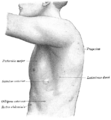 The left side of the thorax