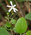 优底迦花（Jasminum auriculatum），拍摄于印度安得拉邦契托尔县Talakona森林中。