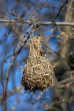 Nest of Southern masked weaver (ploceus velatus) with details of intricate weaving patterns (Etosha National Park, Namibia)