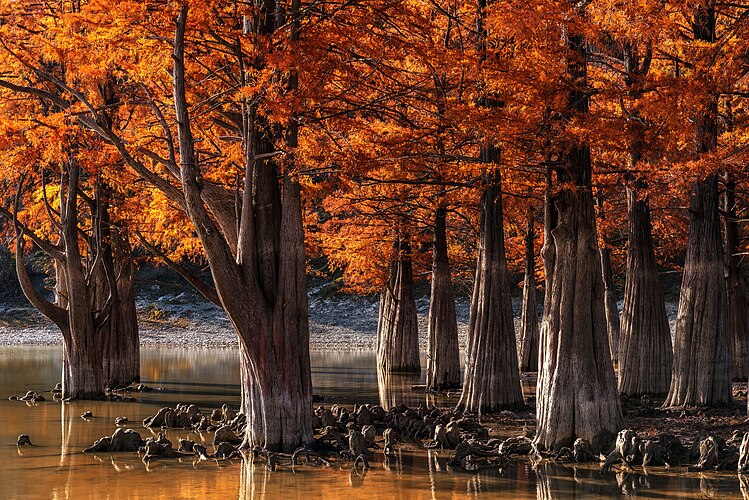 Болотные кипарисы (Taxodium distichum) около села Сукко, Краснодарский край