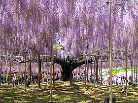 A great wisteria tree (藤, fuji) blossoms at Ashikaga Flower Park [ja] in Ashikaga, Tochigi, Japan. The largest wisteria in Japan, it is dated to 1870 and covered approximately 1,990 square metres (21,400 sq ft) as of May 2008[update].