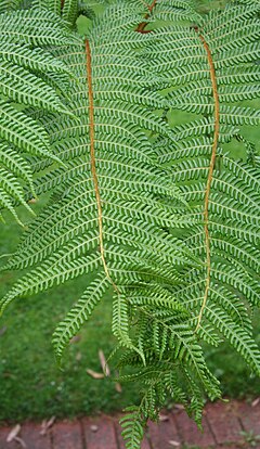 Description de l'image Cyathea tomentosissima 05.jpg.