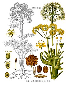 "Köhler’s Medizinal-Pflanzen": Ferula assa-foetida