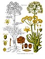 Ferula foetida Regel