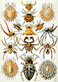 Spinachtigen uit Ernst Haeckels Kunstformen der Natur, 1904