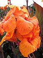 Flor asimètrica (Canna indica)