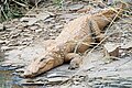 Cocodrilo de las marismas (Crocodylus palustris)