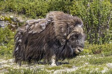 Muskox (Ovibos moschatus)